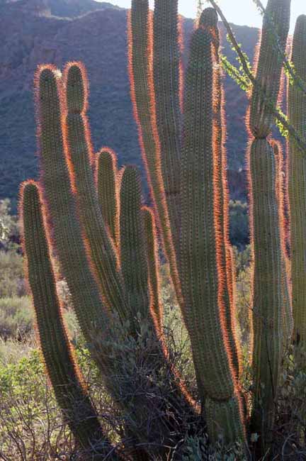 organ pipe cactus silhouetted